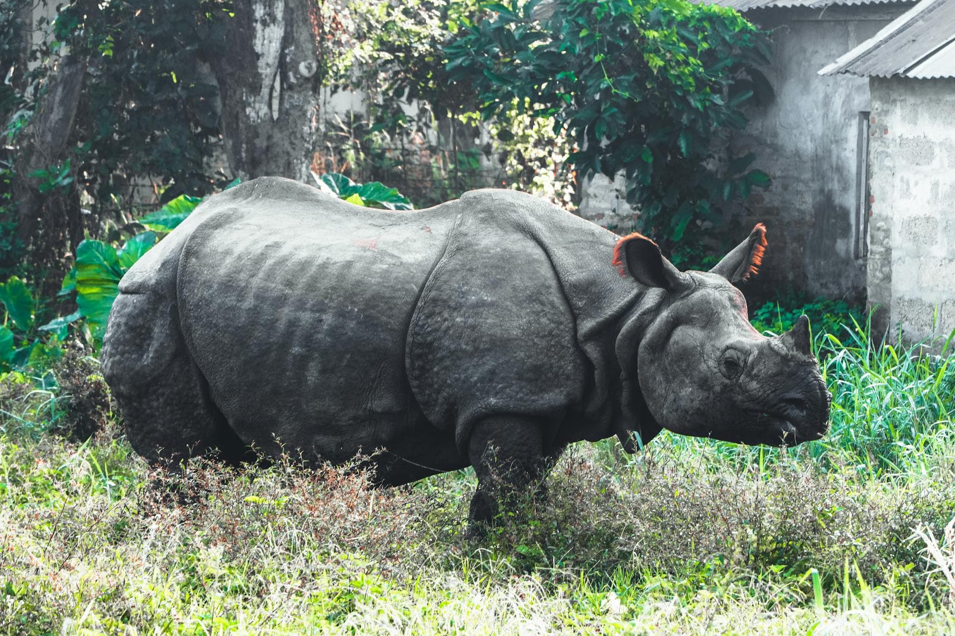 One-horned rhino, Chitwan National Park