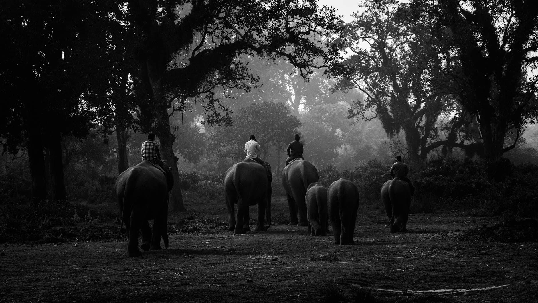 Jungle safari, Nepal